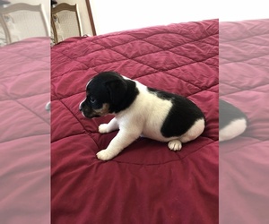 Parson Russell Terrier Puppy for Sale in DORRIS, California USA
