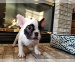 Small Photo #8 French Bulldog Puppy For Sale in OSHKOSH, WI, USA