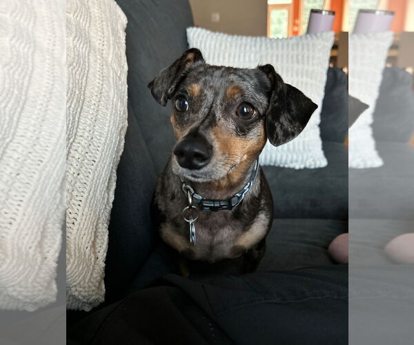 Medium Photo #2 Chiweenie Puppy For Sale in Fruitland, SC, USA