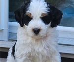 Small #1 Bernedoodle mix (+ Poodle Standard)