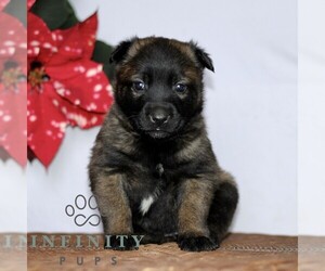 Belgian Malinois Puppy for sale in STRASBURG, PA, USA