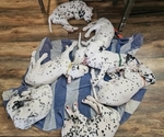 Small #5 Dalmatian