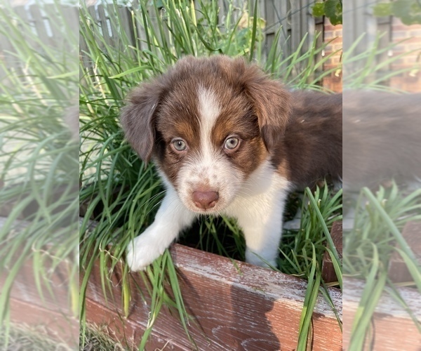 Medium Photo #1 Miniature Australian Shepherd-Unknown Mix Puppy For Sale in MADISON, AL, USA
