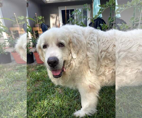 Medium Photo #7 Great Pyrenees Puppy For Sale in Spring, TX, USA