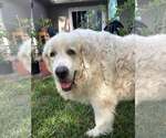 Small #6 Great Pyrenees