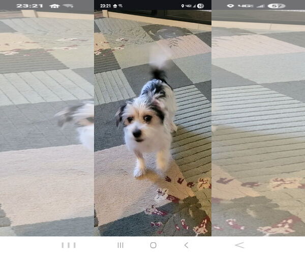 Medium Photo #12 Maltese-Unknown Mix Puppy For Sale in Westminster, MD, USA