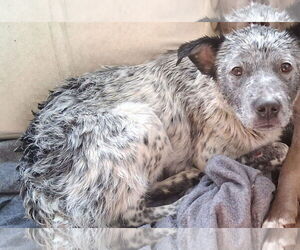 Pop Tart - Female Mutt Dog for Adoption - Photo #4