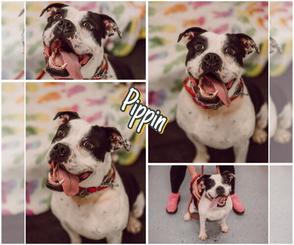 Medium Photo #5 American Bulldog-Unknown Mix Puppy For Sale in Pierceton , IN, USA