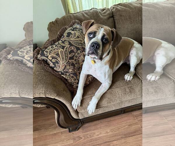 Medium Photo #6 Boxer Puppy For Sale in Burnsville, MN, USA