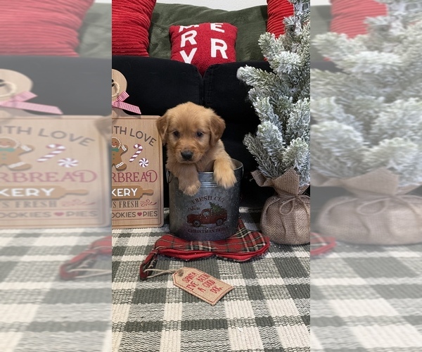 Medium Photo #25 Golden Retriever Puppy For Sale in LAKELAND, FL, USA