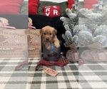 Puppy Chestnut Golden Retriever