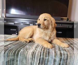 Golden Retriever Puppy for sale in FRANKLIN, IN, USA