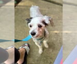 Small #2 Mutt