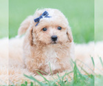 Small Photo #82 Maltipoo (Miniature) Puppy For Sale in WARSAW, IN, USA