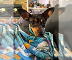 Small #2 Miniature Pinscher