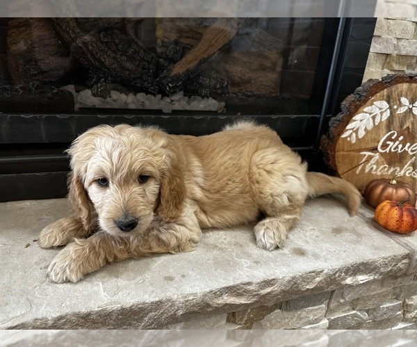 Medium Photo #11 Goldendoodle Puppy For Sale in MONTROSE, CO, USA