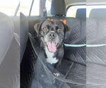 Small #3 Pug Mix