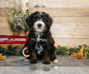 Medium Goldendoodle (Miniature)