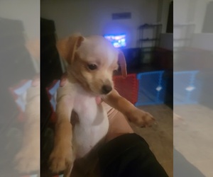 Chorkie Puppy for sale in DAVENPORT, FL, USA