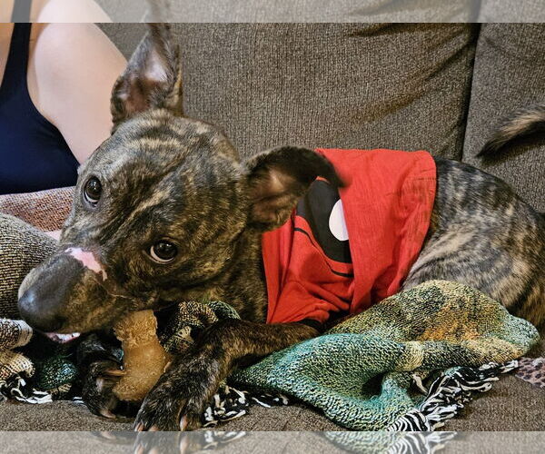 Medium Photo #11 Mountain Cur-Whippet Mix Puppy For Sale in Brooklyn Center, MN, USA