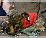 Small #10 Mountain Cur-Whippet Mix