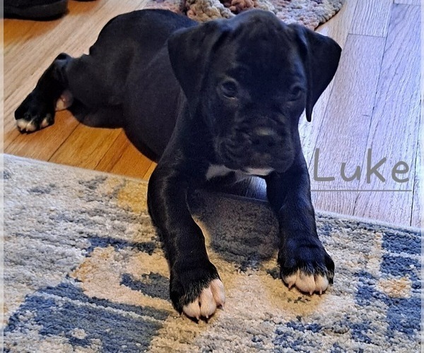 Medium Photo #1 Boxer Puppy For Sale in RIVER GROVE, IL, USA