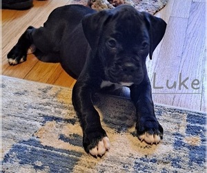 Boxer Puppy for sale in RIVER GROVE, IL, USA