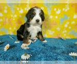 Small Photo #62 Bernedoodle Puppy For Sale in COLORADO SPRINGS, CO, USA