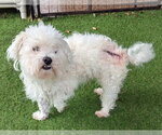 Small #4 Bichon Frise Mix