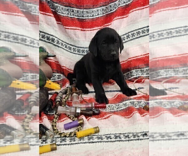 Medium Photo #9 Labrador Retriever Puppy For Sale in MERIDEN, KS, USA