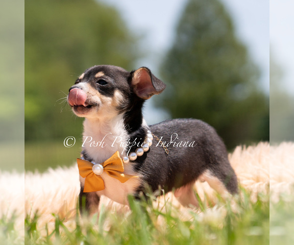 Medium Photo #2 Chihuahua Puppy For Sale in WARSAW, IN, USA
