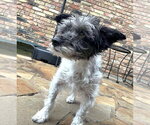 Small #12 Mutt