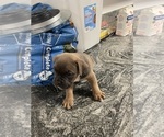 Puppy Puppy 2 American Bully