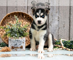 Image preview for Ad Listing. Nickname: Litter of 4
