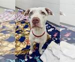 Small American Pit Bull Terrier Mix