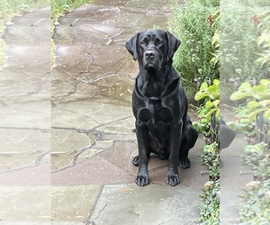 Father of the Labrador Retriever puppies born on 06/16/2026