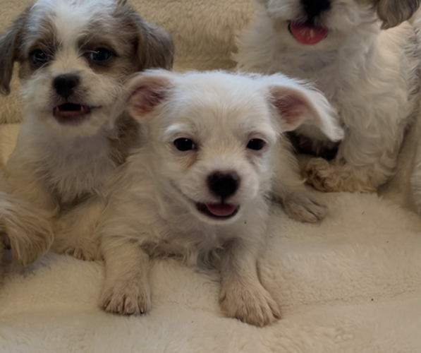 Medium Photo #2 Maltipoo (Miniature)-Shih Tzu Mix Puppy For Sale in EL CENTRO, CA, USA