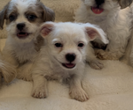Small #1 Maltipoo (Miniature)-Shih Tzu Mix