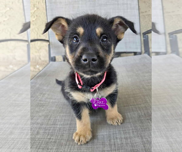 Medium Photo #13 Mutt Puppy For Sale in Corona, CA, USA