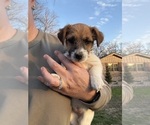 Small Photo #2 Jack Russell Terrier Puppy For Sale in FREEMAN, MO, USA