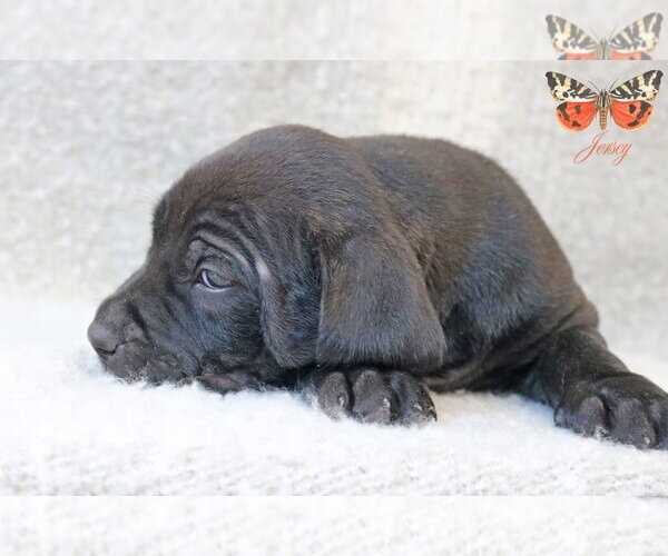 Medium Photo #5 Mutt Puppy For Sale in Wakefield, RI, USA