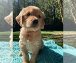 Small Photo #13 Golden Retriever Puppy For Sale in BUTNER, NC, USA