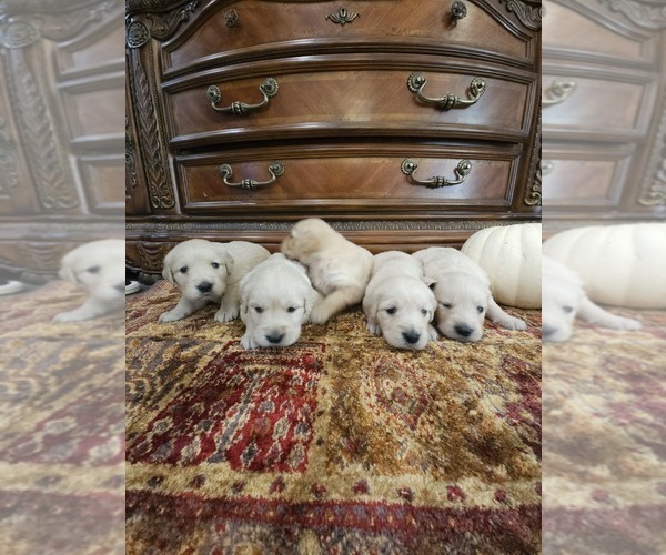 Medium Photo #4 English Cream Golden Retriever Puppy For Sale in ELVERTA, CA, USA