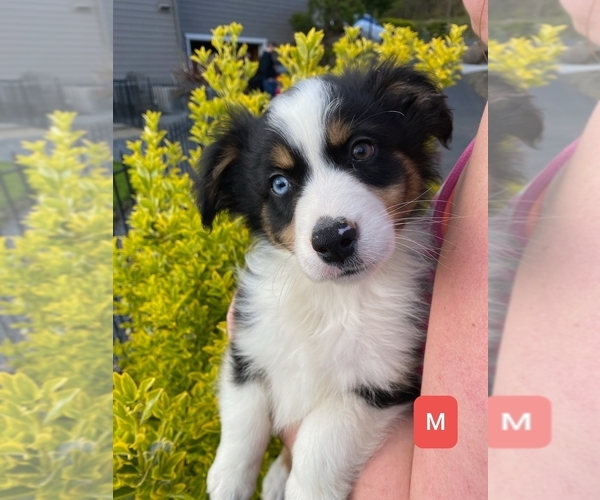 Medium Photo #1 Australian Shepherd Puppy For Sale in VANCOUVER, WA, USA