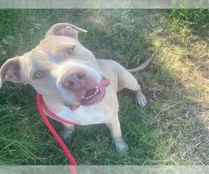 American Pit Bull Terrier Dogs for adoption in Martinez, CA, USA