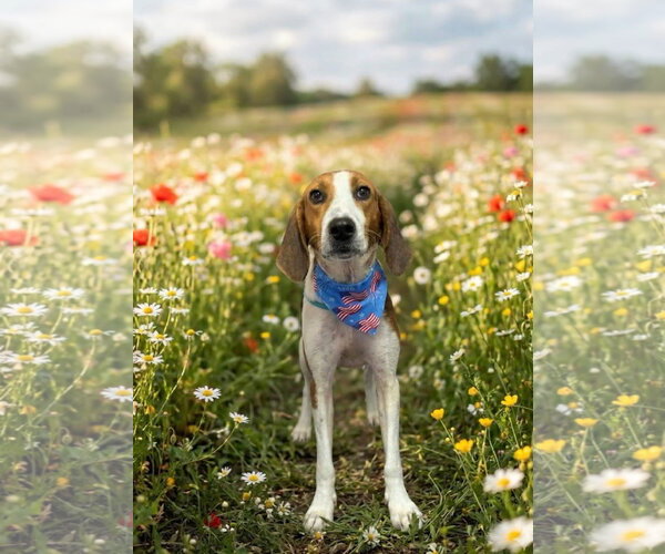 Medium Photo #9 American Foxhound Puppy For Sale in Rustburg, VA, USA