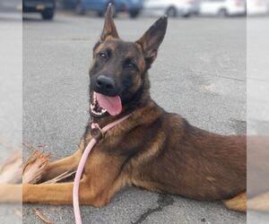 Mutt Dogs for adoption in Camarillo, CA, USA