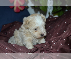 Maltipoo Puppy for sale in GREENWOOD, WI, USA