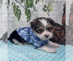 Small Photo #26 Shorkie Tzu Puppy For Sale in SELLERSBURG, IN, USA