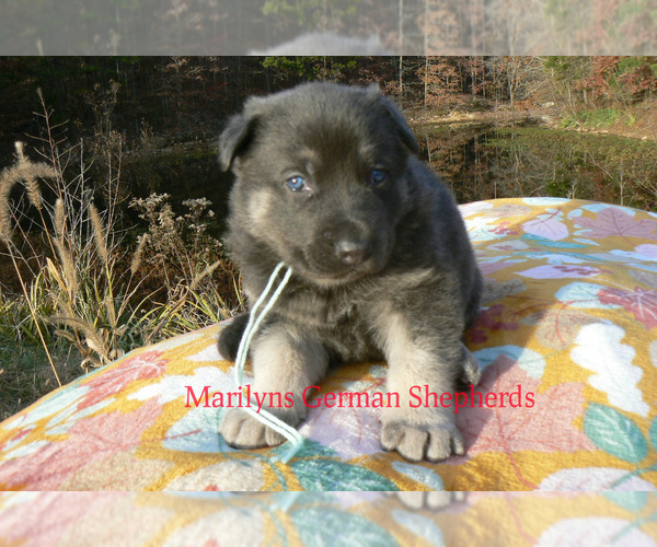 Medium Photo #3 German Shepherd Dog Puppy For Sale in PIEDMONT, MO, USA